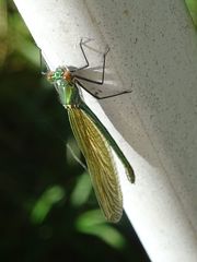 Calopteryx splendens