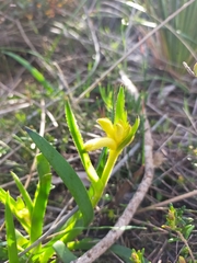 Anigozanthos humilis