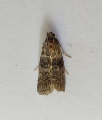 Acrobasis obtusella