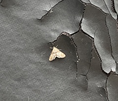 Petrophila fulicalis