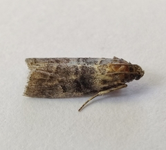 Acrobasis obtusella