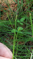 Carex leptalea