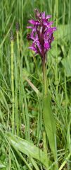 Dactylorhiza lapponica