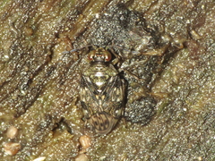 Saldula c-album