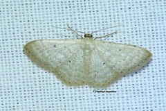 Scopula