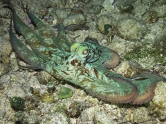 Octopus briareus