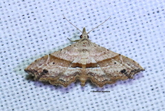 Hypenagonia