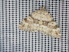 Entephria caesiata