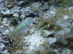 Xyrichtys splendens