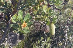 Banksia lemanniana