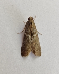 Laodamia faecella