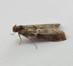 Laodamia faecella