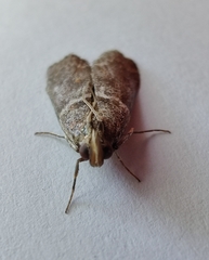Laodamia faecella