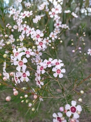 Chamelaucium uncinatum