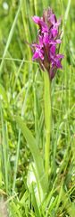 Dactylorhiza lapponica