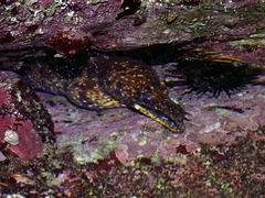 Enchelycore pardalis