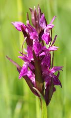 Dactylorhiza lapponica