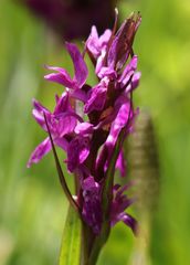 Dactylorhiza lapponica