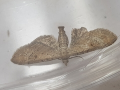 Eupithecia simpliciata