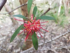 Grevillea olivacea