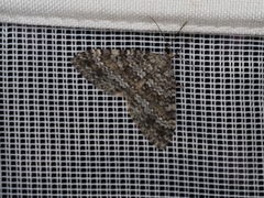 Entephria caesiata