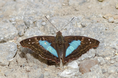 Doxocopa laurentia laurentia