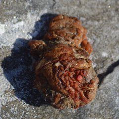 Stolidobranchia