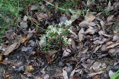 Grevillea pilulifera