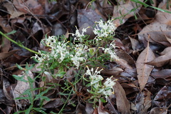 Grevillea pilulifera