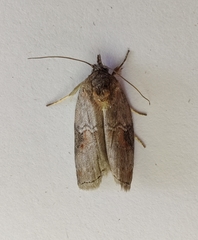 Nycteola asiatica