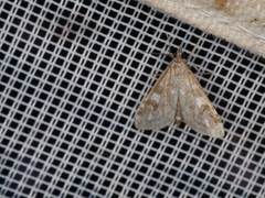 Udea olivalis