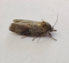 Nycteola asiatica