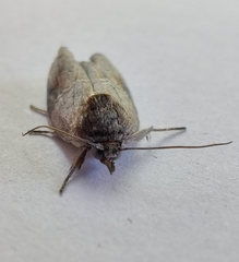 Nycteola asiatica