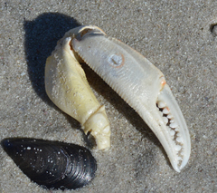 Ovalipes trimaculatus