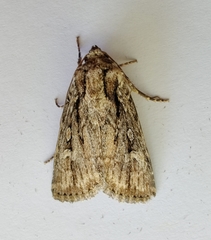 Dichagyris signifera