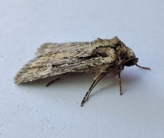 Dichagyris signifera