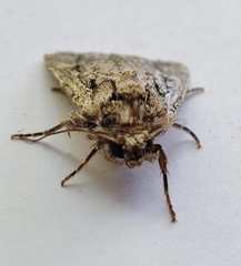 Dichagyris signifera
