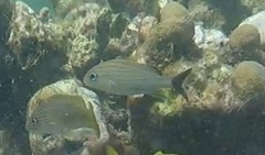 Haemulon carbonarium