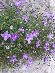 Campanula waldsteiniana