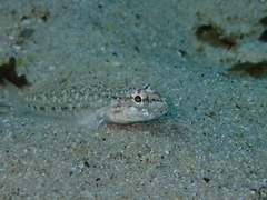 Gobius