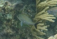 Haemulon carbonarium