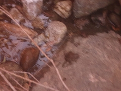 Glandirana emeljanovi