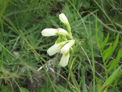 Onosma tanaitica