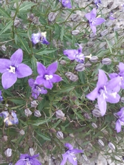Campanula waldsteiniana