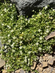 Arenaria rotundifolia
