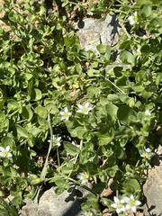 Arenaria rotundifolia