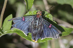 Phocides polybius phanias