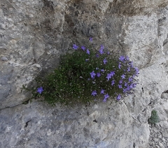 Campanula waldsteiniana