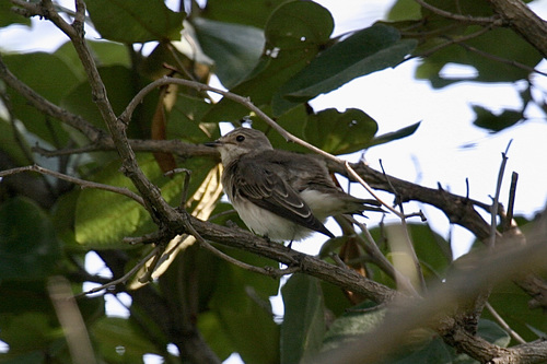 Spotted Flycatcher