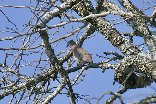 Emerald-spotted Wood-Dove